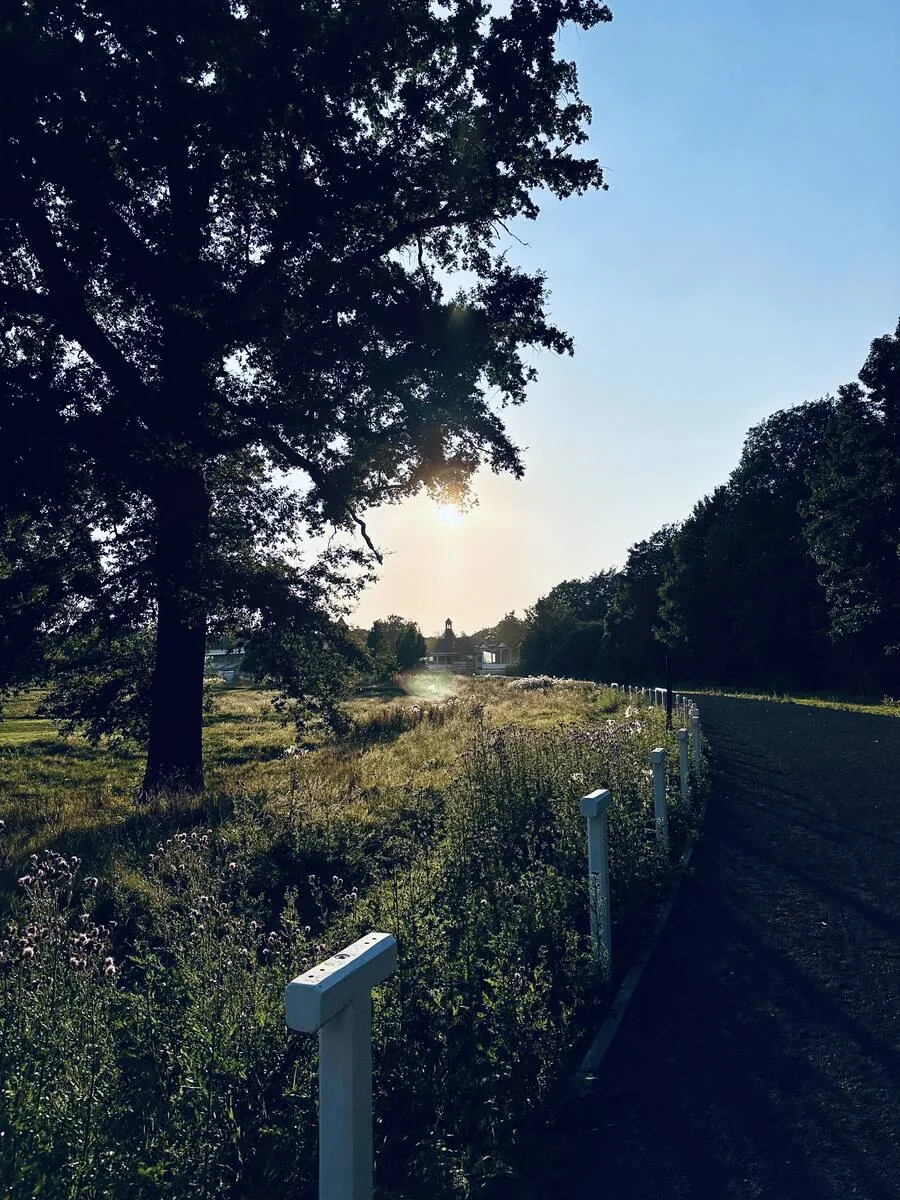 Chemin doré — Forêt de Soignes